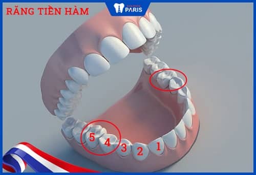 các loại răng của con người