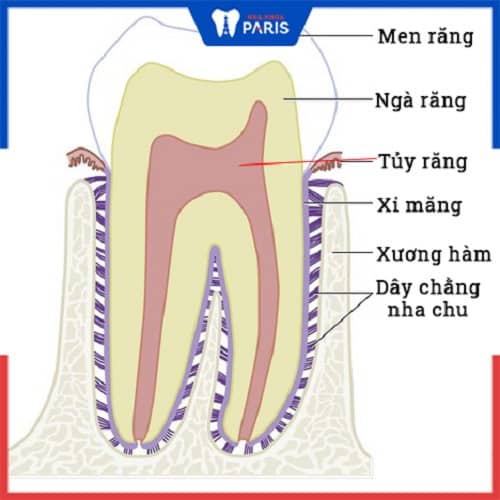 giải phẫu cấu tạo bên trong răng người