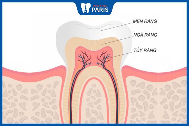 Cấu trúc răng hấp thụ chất tẩy khác nhau