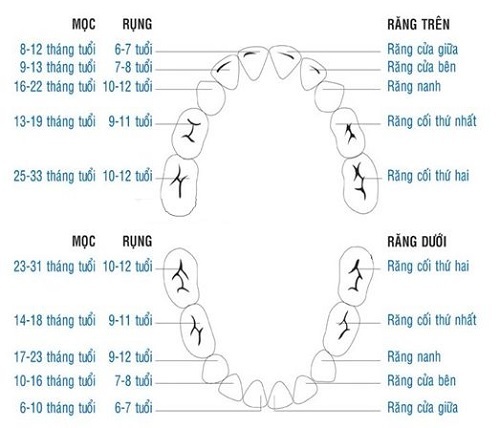 Bé mọc răng hàm trong bao lâu? Dấu hiệu trẻ mọc răng hàm sốt mấy ngày
