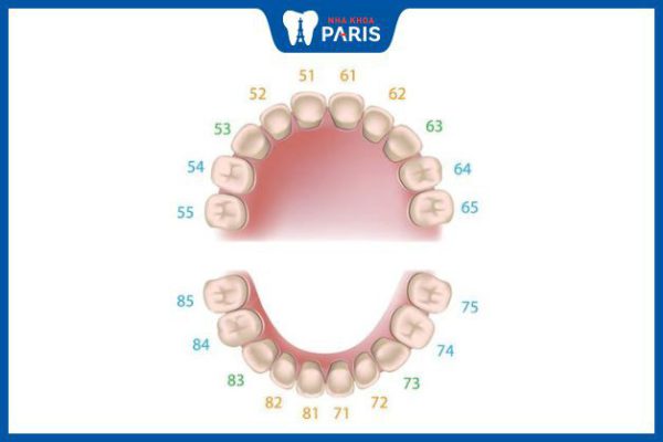Bộ răng sữa có bao nhiêu cái? Cách khắc phục răng sữa bị sâu