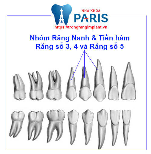 Nhóm răng nanh và tiền hàm: Răng số 3 - 4 - 5