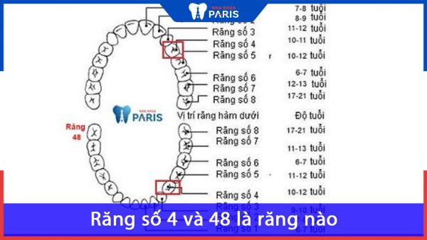 Răng số 4 và 48 là răng nào? Nhổ đi có ảnh hưởng gì không?