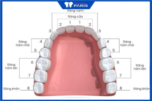 Răng khôn được gọi là răng hàm ở vị trí số 8 trong cung hàm