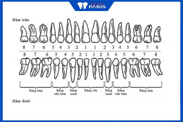Răng hàm là những răng nào?