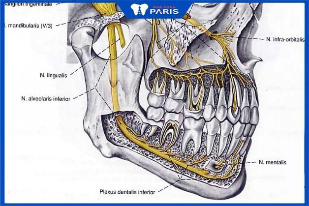 Răng khôn gần nhiều dây thần kinh quan trọng