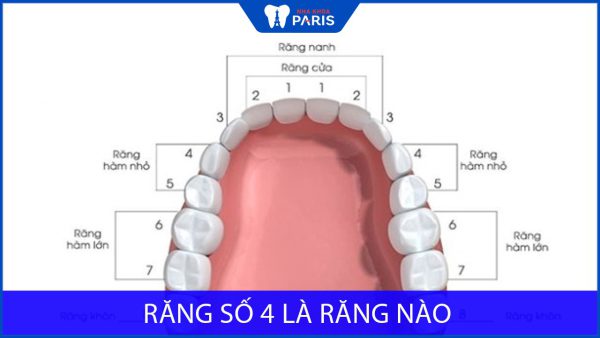 Răng số 4 là răng nào? Hậu quả khi mất răng số 4