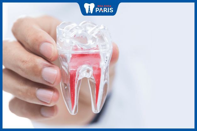 Chức năng của tủy răng là gì