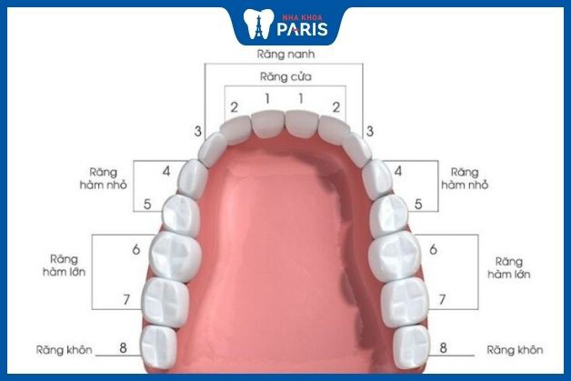 Cách đọc vị trí các răng