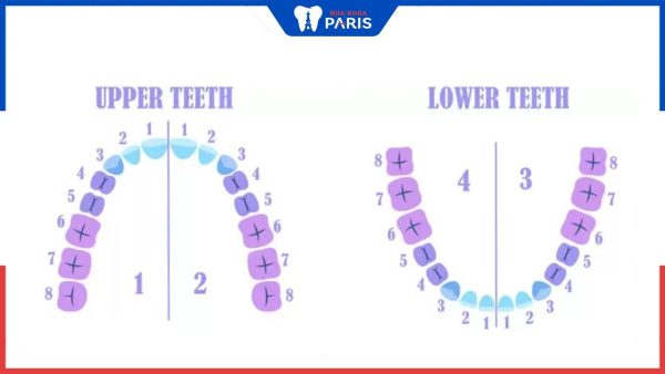 Cung răng là gì – 5 tiêu chí để đánh giá cung răng đẹp