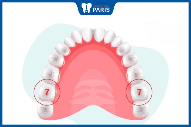 Răng hàm số 7 giữ vai trò chủ lực trong quá trình ăn nhai hàng ngày