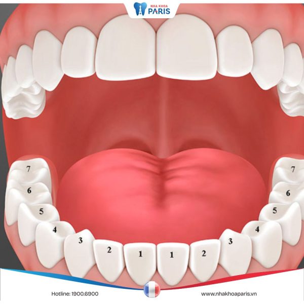 Cách đếm răng đọc tên răng trên cung hàm theo chuẩn nha khoa