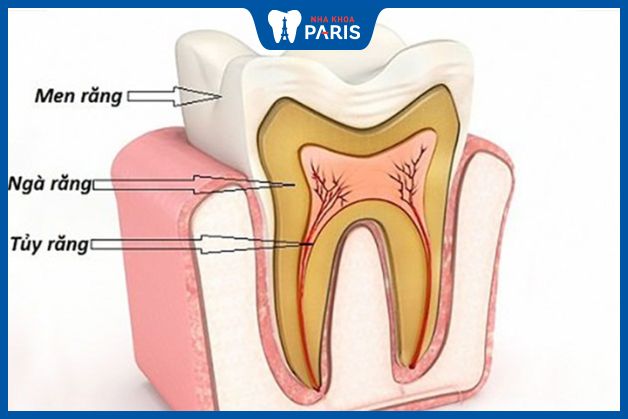 Men răng có chức năng bảo vệ ngà răng và tủy răng