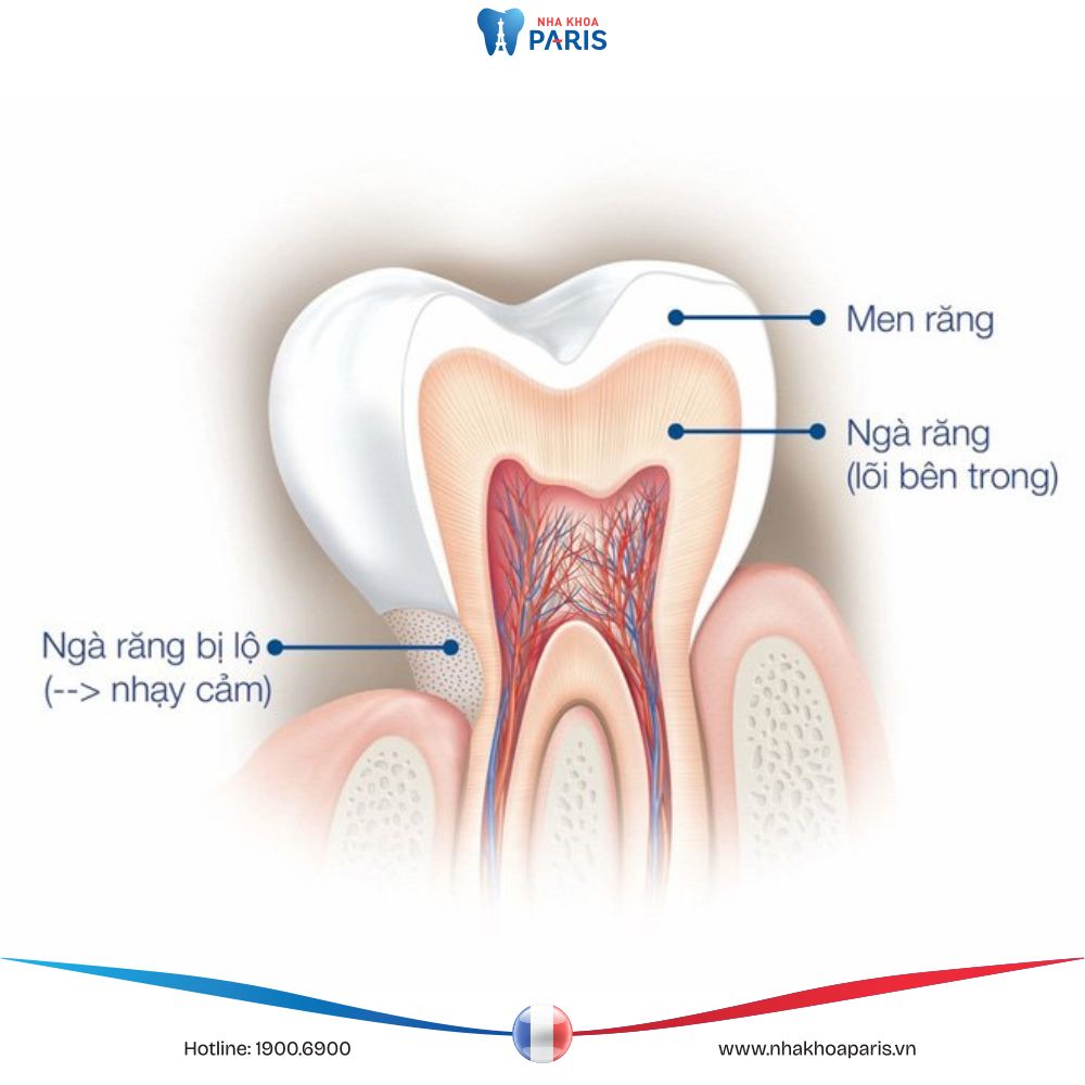 Men răng là gì? Thành phần, chức năng và lưu ý quan trọng