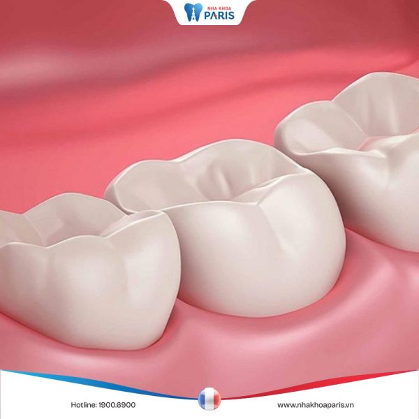 Răng hàm ở người có gì đặc biệt? Vị trí, cấu tạo và chức năng