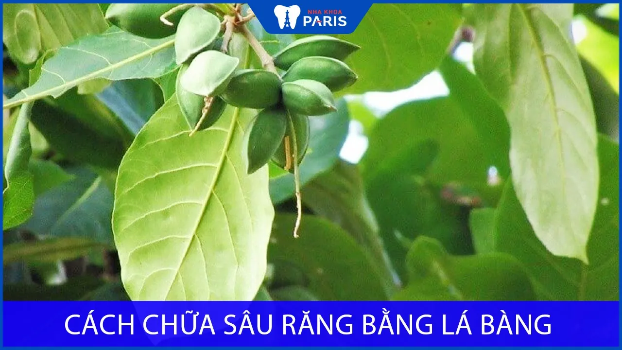 Cách chữa sâu răng bằng lá bàng thực hiện đơn giản
