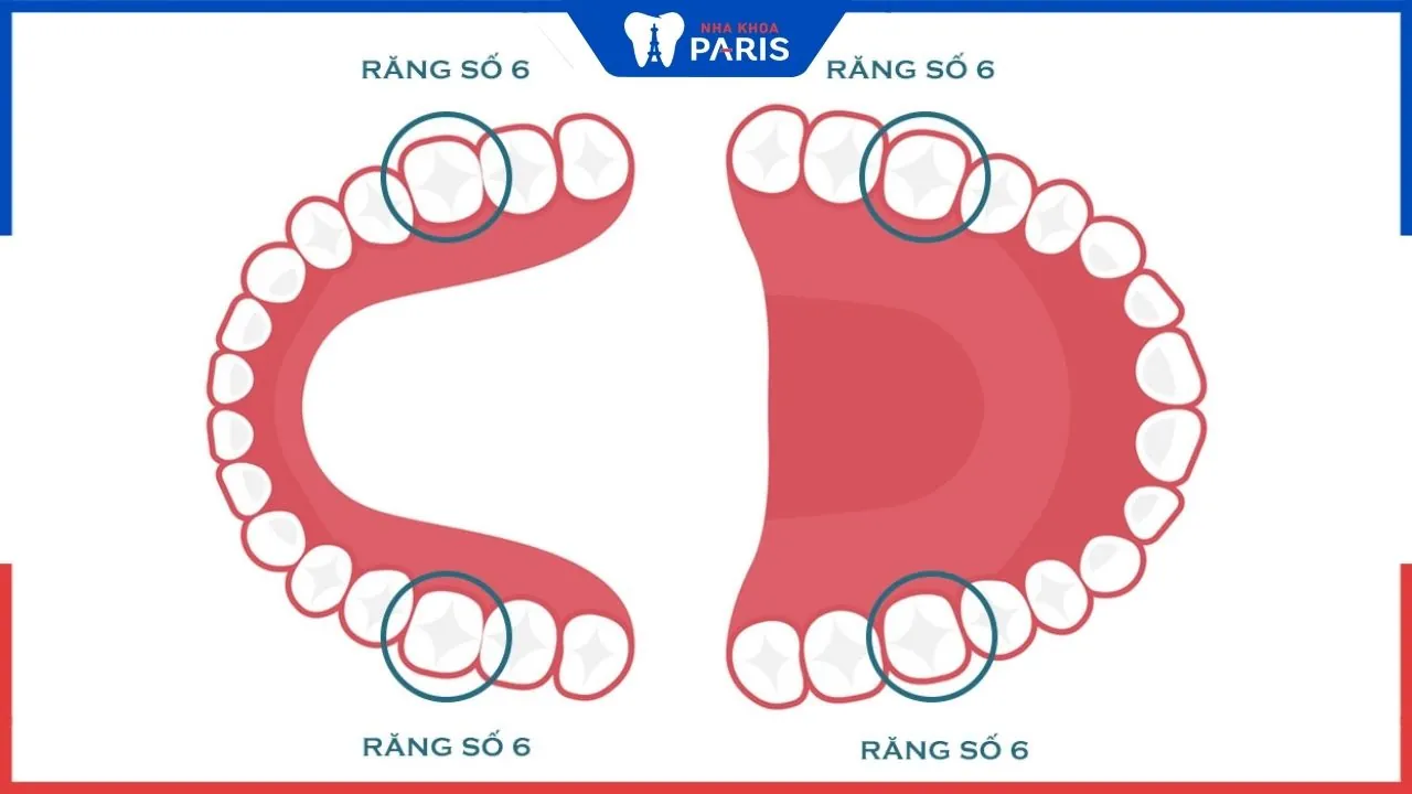 Răng số 6 có thay không? Giải mã những thắc mắc về chiếc răng ” then chốt”