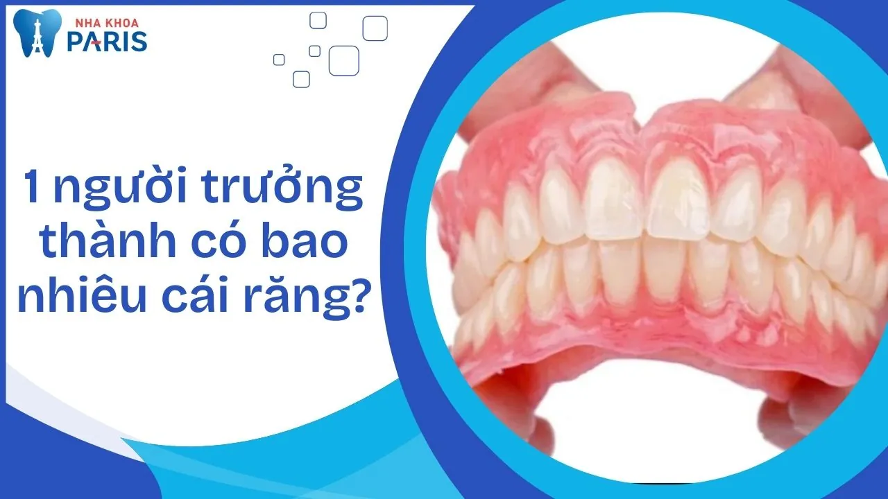 1 người trưởng thành có bao nhiêu cái răng? Cấu tạo và vai trò của từng loại răng